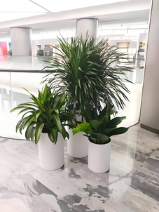 超实惠!北仑植物出租,为您的空间增添别样绿色风情><div class=